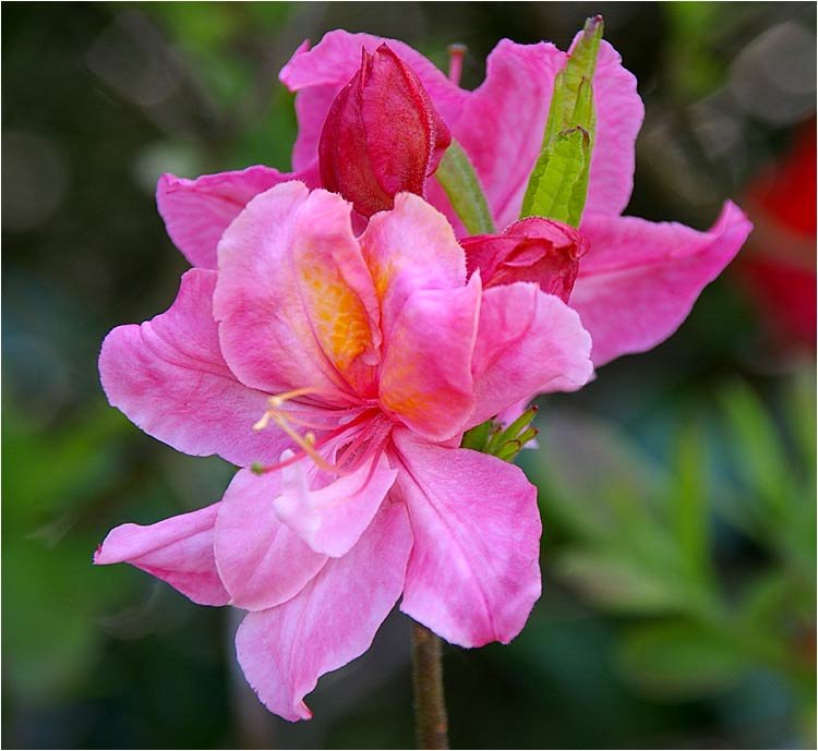 fleurderhododendron2.jpg