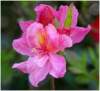 fleurderhododendron2_small.jpg