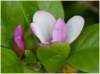 magnolia_small.jpg